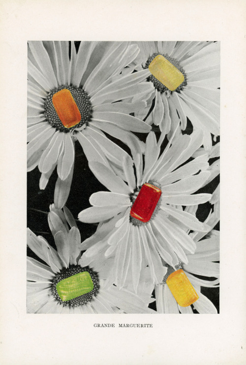 “Grande Marguerite”17,5x26,5 cmPaper collage on etchingSérie “Fleurs, poésie de la vie”http://www.cl
