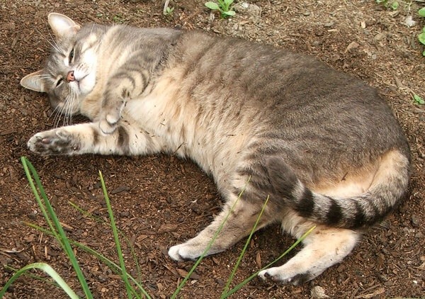 catsuggest:  catsuggest:  catsuggest:  appreciatinge some dirt today   dirt… she