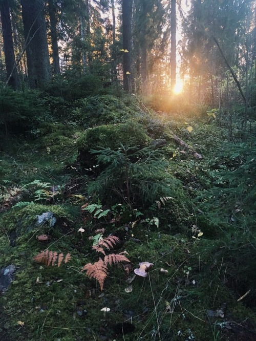 heidisaqua:the magic that lingers in the air of autumny forests ✨