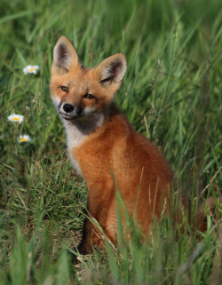 Beautiful-Wildlife:  Red Fox Kit By Ashley Hockenberry 