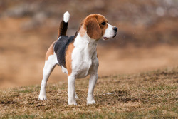 handsomedogs:  Facts on Beagles Originating