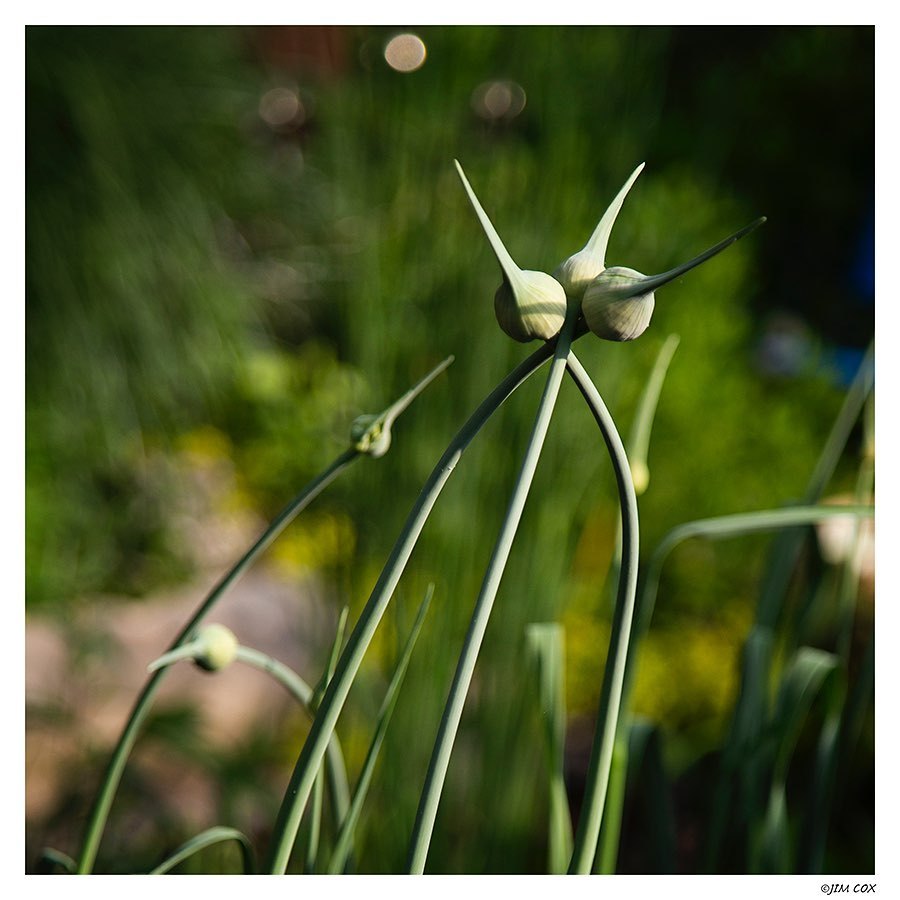 Three Become One Alternate Title Garlic Three Way Three Becoming One Garlic Is 