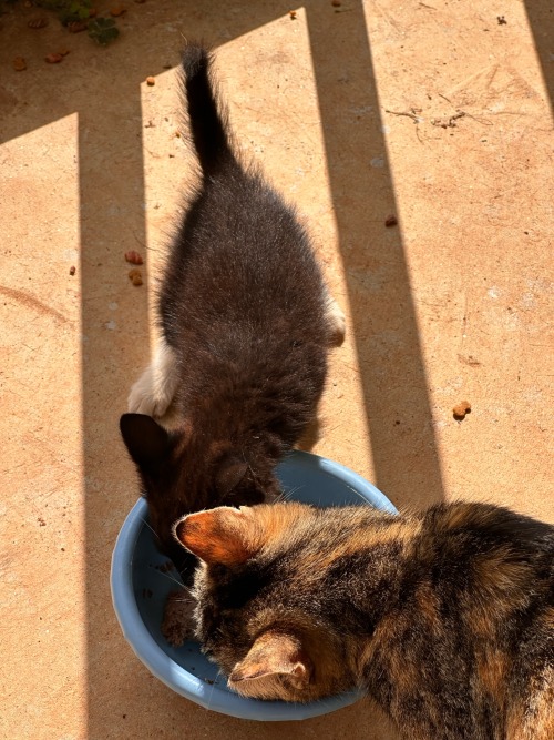 Couple Of Outdoor Cats And Kittens Eating & Chilling