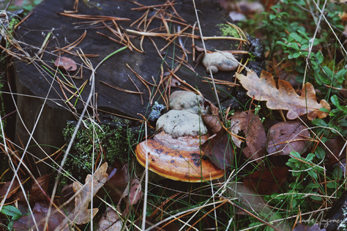 lindagoesmushrooming