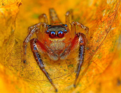 archiemcphee: Malaysian photographer Jimmy Kong took these amazing macro photos of spiders native to