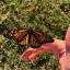 butterfly-2300