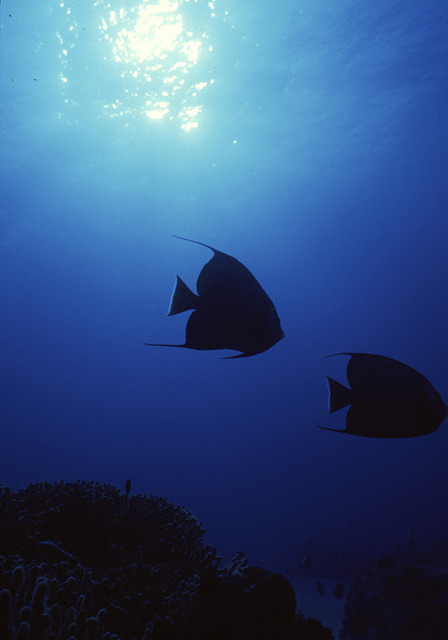 flowerling:  Angelfish, Turks and Caicos Islands by expatkitchen 