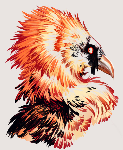 jensen-couch-art:Playing around with brushes and color lines, ended up with a Bearded Vulture, the m