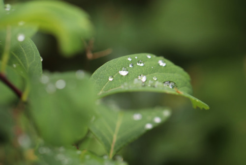 raindrops