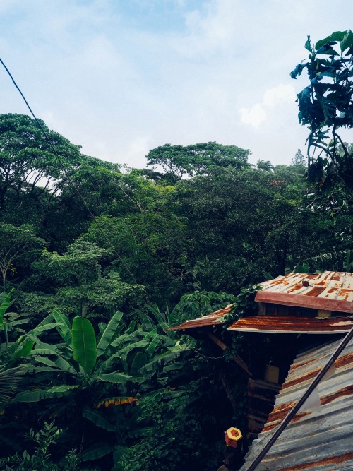 brrabrrah: Livin’ in the jungle
