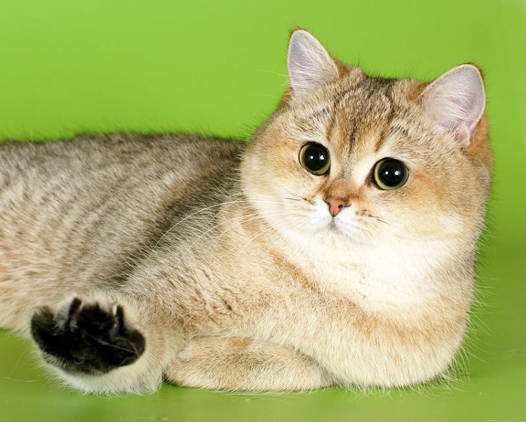 colby-demko:  Adorable 