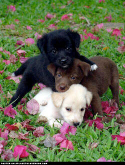 Aplacetolovedogs:  An Adorable Pic Of Three Very Sweet And Cute Puppies, One In Every