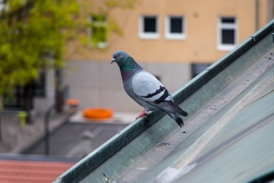 A story about pigeonsWhen growing up in a Swedish city, the most common animal around is the pigeon. Flocks of them are everywhere, and you can always spot one nearby, being their best version of themselves. To me, they’re just a part of urban life,