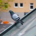 A story about pigeonsWhen growing up in a Swedish city, the most common animal around is the pigeon. Flocks of them are everywhere, and you can always spot one nearby, being their best version of themselves. To me, they’re just a part of urban life,