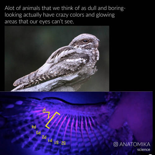 marlynnofmany: arsanatomica: We’re only finding out recently that a lot of animals have colors