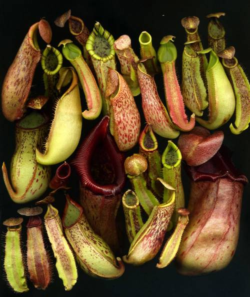 scan-tastic - NEPENTHES