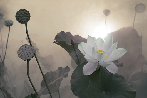 animeshawty: Lotus Flower - IMG_0429-1-1000 by Bahman Farzad on Flickr.