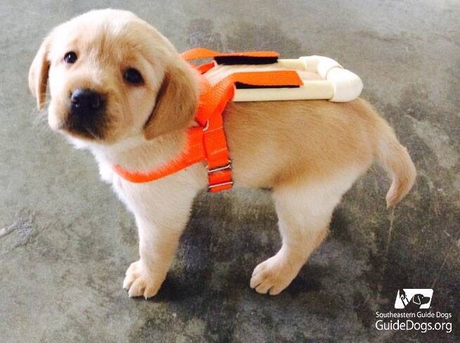 awwww-cute:  Guide dog puppy in training wearing his specially made puppy harness