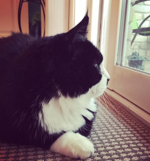 The most handsome cat in the world! I&rsquo;ve missed this little troublemaker. #catsofinstagram