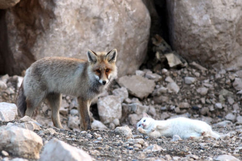 rachelkiley:seananmcguire:giantrobotwar:Fox arrives at the decision to not eat his new friend.looks 