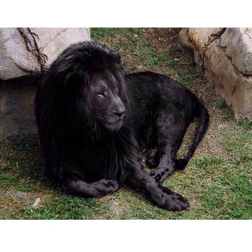 #regram @earthpix a very rare black lion! BOOOOOOOOOOM!