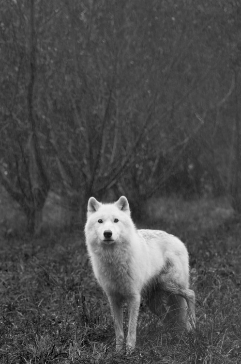 thatwanderinglonewolf:  Arctic Wolf (by courtneyoflaherty) 