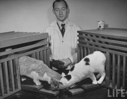 vintageeveryday:  Cat owners often claim that cats are too intelligent to do the sort of tricks that dogs do willingly. Others believe cats are unintelligent because it’s harder to train them to do tricks. Here are some black and white photos were taken