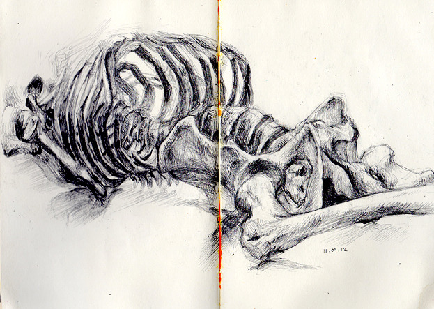 mallius:  some of my sketchbook notes/drawings from my physio/anatomy lectures!!