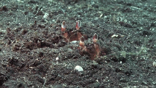 dynamicoceans:These are box crabs. The male will carry the female with him until she molts.Video