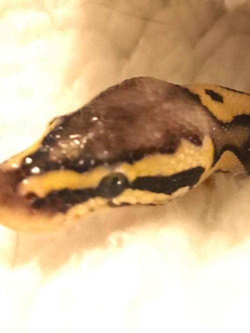 nolegsclub: My mom took these! He is a pretty boy!!