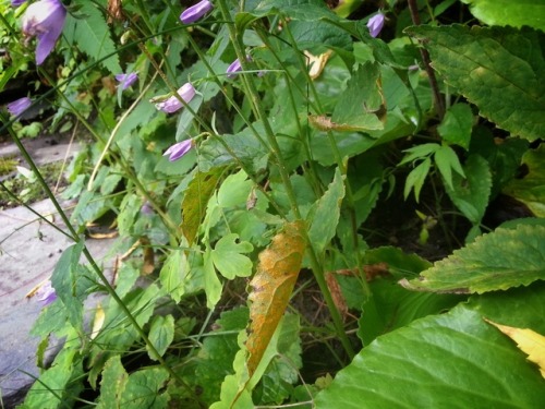 A rust disease urediniospores on bellflower (Campanula sp.).