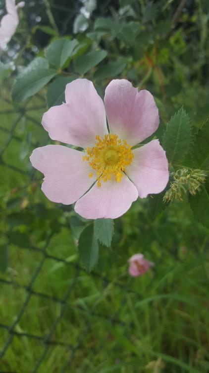 growingthings:You can see why roses are associated with love!