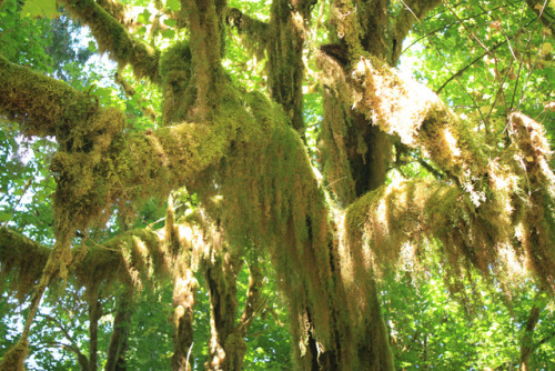 I went to the Hoh rainforest and took pictures of all the moss