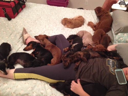 ivyblossom:  annanymousss:  My family runs a dachshund rescue and, well……..this is usually what it looks like  I do not have an abundance of dachshunds on my person at present. Clearly I have made all the wrong life choices.