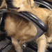 giffindersite:Dog having a bad dream