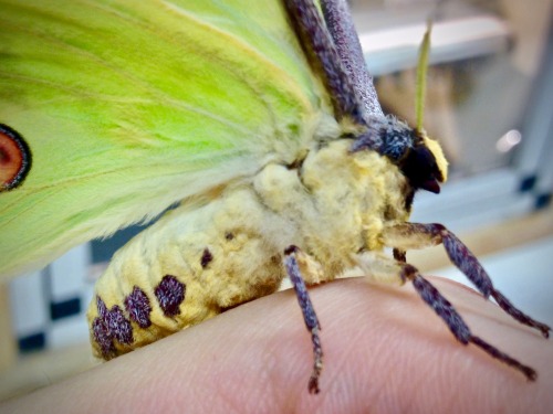 African Moon Moth (Argema mimosae) ♂