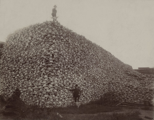bryanschutmaat:  That’s a lot of bison skulls. Photographer unknown, 1870s. 