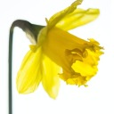 daffodilsandlemons avatar