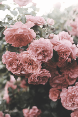 expressions-of-nature:  Summer Garden by *Nishe