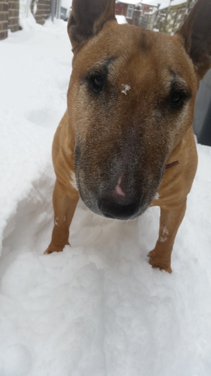 A wee snow beastie!