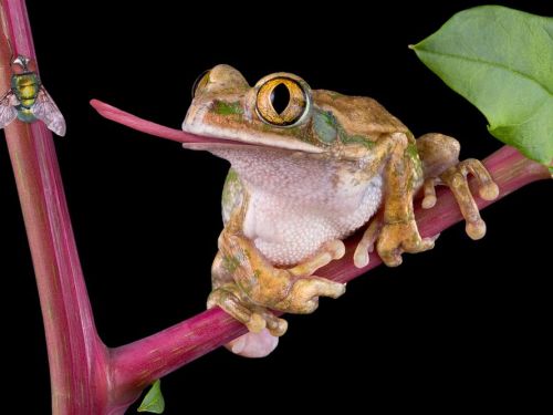 scottietheotherotter:bogleech:See, if you google “frog tongue” you’ll get these fake as hell photosh