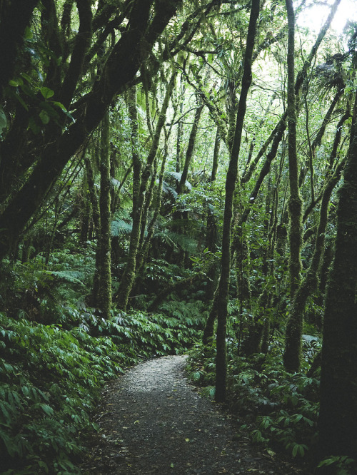 nicrwilson:New Zealand Rainforests || Nic Wilson
