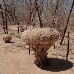 bogleech:  thebashfulbotanist:  curiousbotanicals:  Pholisma sonorae is a parasitic plant in the same family as the forget-me-not (Boraginaceae) which grows in the Sonoran desert. It only emerges from the ground to flower. Like some other subterranean