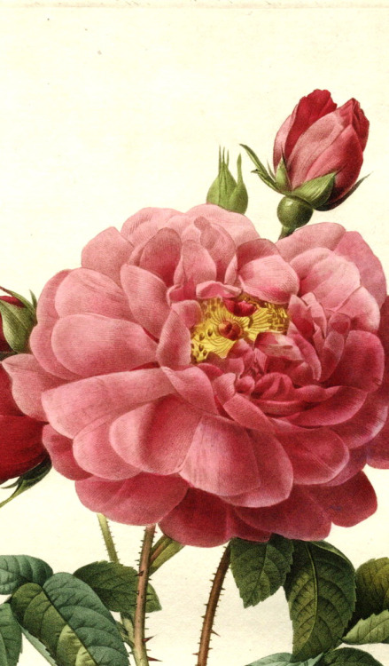 inividia:Rosa gallica aurelianensis (detail) 1824. Pierre-Joseph Redouté