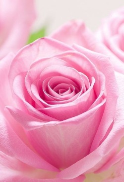 princesse-vintage-rosé romantique