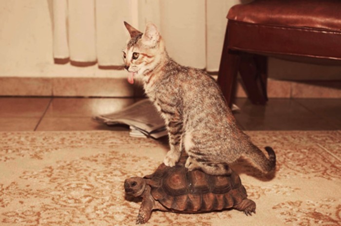 catsbeaversandducks:  &ldquo;I should buy a car.&rdquo; Photos found on Pinterest