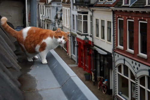 Wijk bij Duurstede Peperstraat Utrecht (via Nati E.)