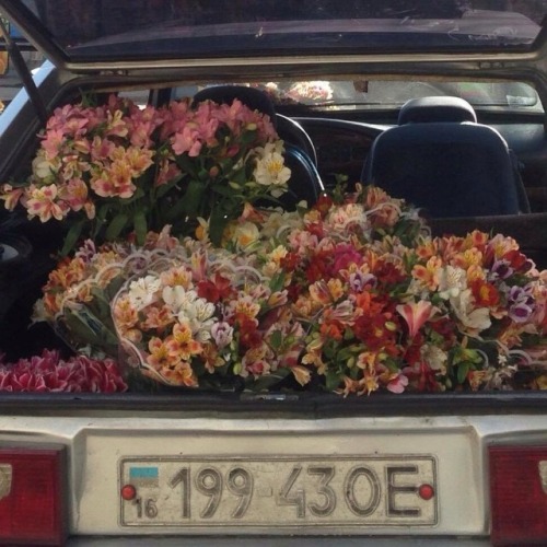 jeonwonwoo: warm summer flowers mb