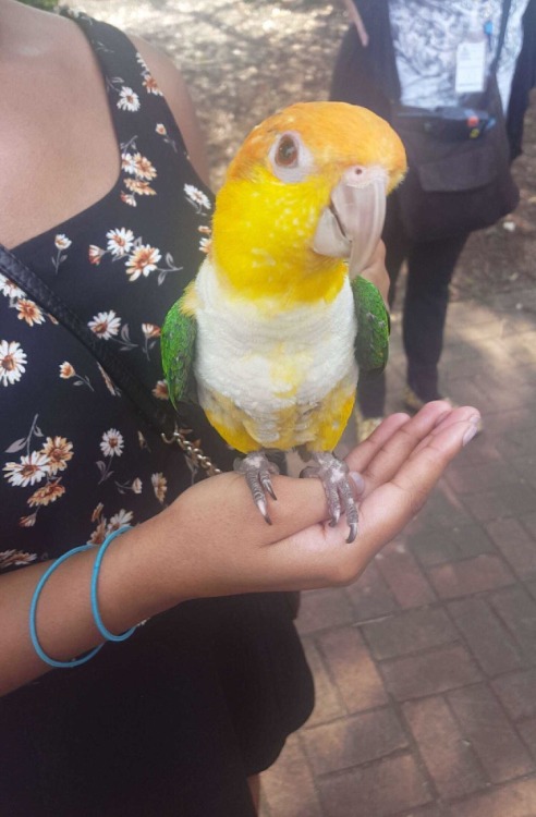 I met a friendly birb yesterday!!!! &lt;3