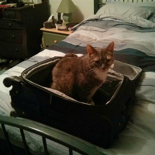 Is you going somewherez? I can fit, srsly